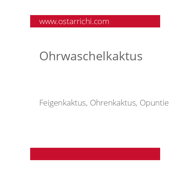 Ohrwaschelkaktus
